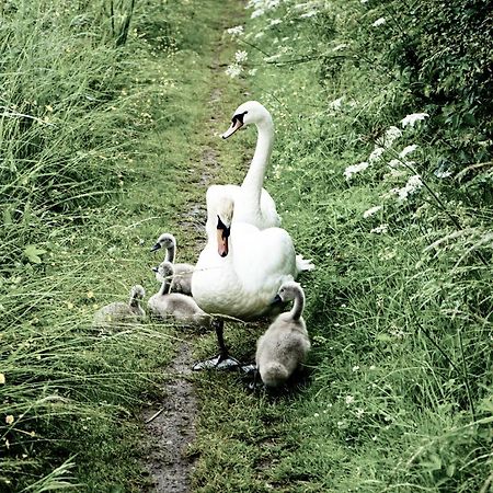 Duck Terrace With Gym Duckling Stays Kibworth Harcourt Extérieur photo