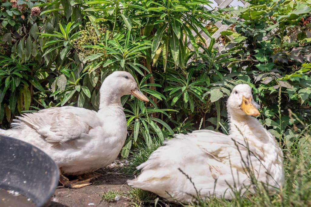 Duck Terrace With Gym Duckling Stays Kibworth Harcourt Extérieur photo